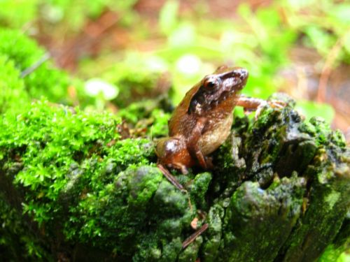 Fotografia de Aram Isa� - Galeria Fotografica: Naturaleza - Foto: 