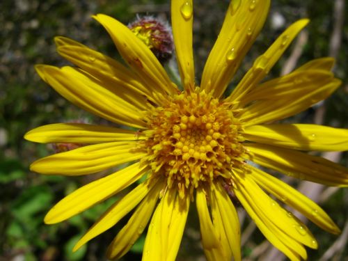 Fotografia de Aram Isa� - Galeria Fotografica: Naturaleza - Foto: 