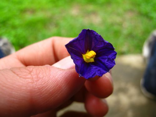 Fotografia de Aram Isa� - Galeria Fotografica: Naturaleza - Foto: 