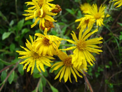 Fotografia de Aram Isa� - Galeria Fotografica: Naturaleza - Foto: 