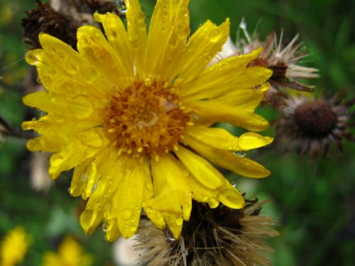 Fotografia de Aram Isa� - Galeria Fotografica: Naturaleza - Foto: 