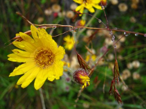 Fotografia de Aram Isa� - Galeria Fotografica: Naturaleza - Foto: 