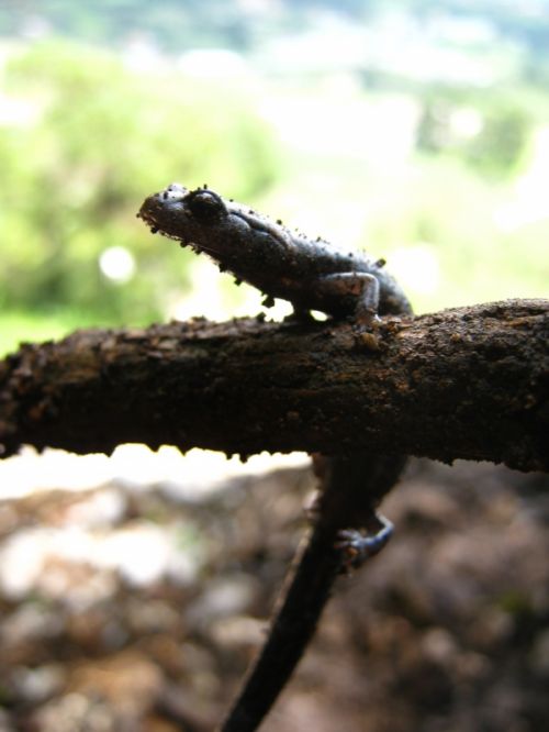 Fotografia de Aram Isa� - Galeria Fotografica: Naturaleza - Foto: 