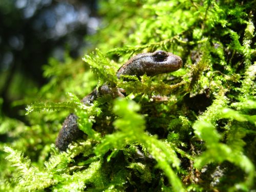 Fotografia de Aram Isa� - Galeria Fotografica: Naturaleza - Foto: 