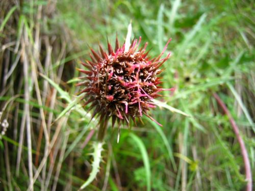 Fotografia de Aram Isa� - Galeria Fotografica: Naturaleza - Foto: 