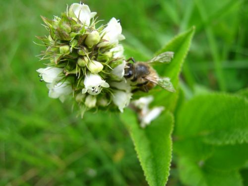 Fotografia de Aram Isa� - Galeria Fotografica: Naturaleza - Foto: Abeja