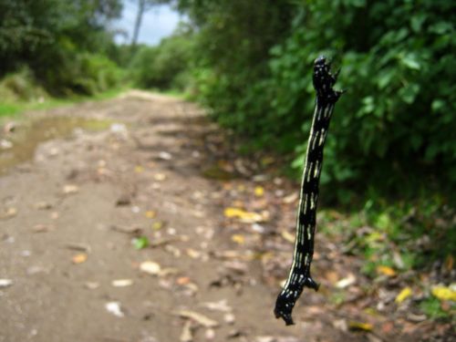 Fotografia de Aram Isa� - Galeria Fotografica: Naturaleza - Foto: 