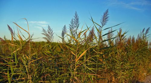 Fotografia de Aberroncho - Galeria Fotografica: Regomello-2 - Foto: canyar