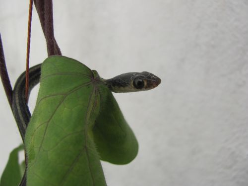 Fotografia de Aram Isa� - Galeria Fotografica: Naturaleza - Foto: 