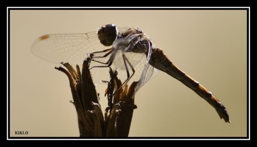 Fotografia de KIKI.O - Galeria Fotografica: BICHITOS - Foto: 