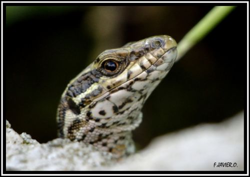 Fotografia de KIKI.O - Galeria Fotografica: BICHITOS - Foto: 