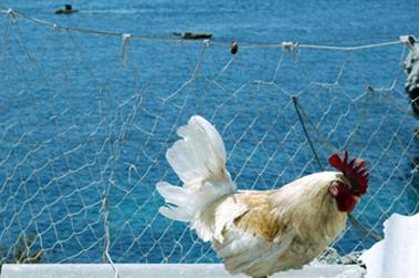 Fotografia de Aldo Pranzetti - Galeria Fotografica: desde mi mundo - Foto: el mar desde el gallinero