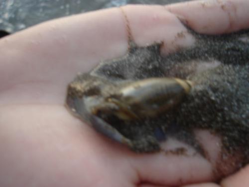 Fotografia de sofi - Galeria Fotografica: mis fotos - Foto: vida sobre vida