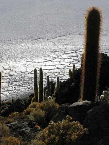 Fotografia de camilo perdomo - Galeria Fotografica: ms suramerica - Foto: isla incahuasi (salar de uyuni)