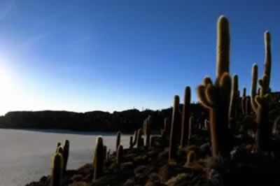 Fotografia de camilo perdomo - Galeria Fotografica: ms suramerica - Foto: isla incahuasi (salar de uyuni)