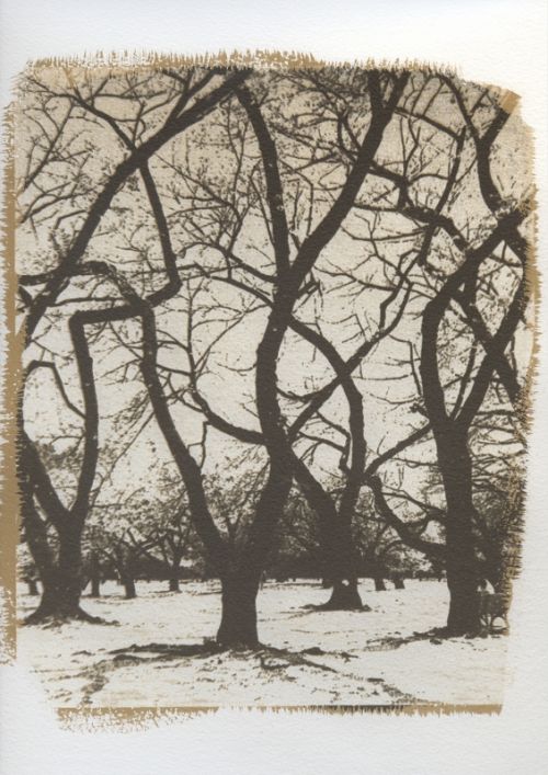 Fotografia de Daniel G. Bruno - Galeria Fotografica: Goma Bicromatada - Foto: Shinjuku Park