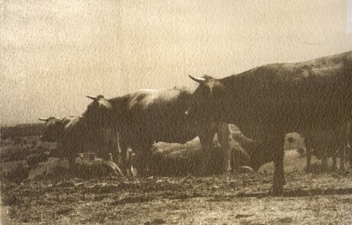 Fotografia de Daniel G. Bruno - Galeria Fotografica: Goma Bicromatada - Foto: toros