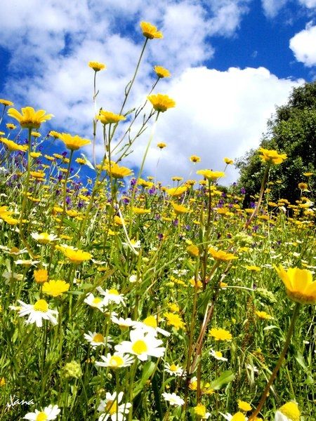 Fotografia de Lizardbly - Galeria Fotografica: A la vera I - Foto: 