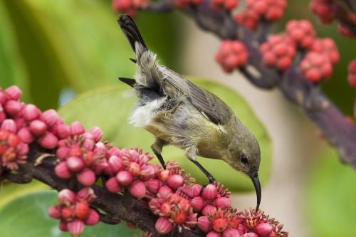 Fotografia de marcelo - Galeria Fotografica: Colibri - Foto: 