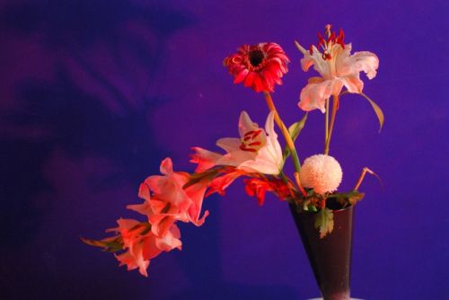 Fotografia de PEDRO GANDA - Galeria Fotografica: FLOWERS - Foto: 