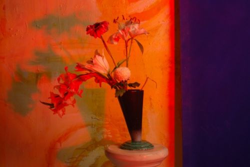 Fotografia de PEDRO GANDA - Galeria Fotografica: FLOWERS - Foto: 