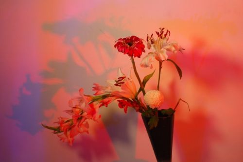 Fotografia de PEDRO GANDA - Galeria Fotografica: FLOWERS - Foto: 