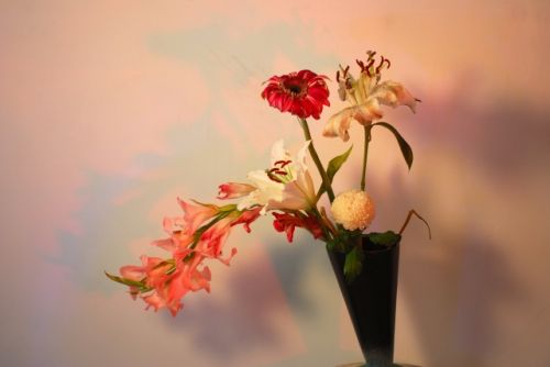 Fotografia de PEDRO GANDA - Galeria Fotografica: FLOWERS - Foto: 