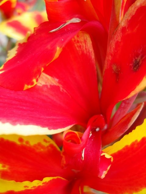 Fotografia de PEDRO GANDA - Galeria Fotografica: FLOWERS - Foto: 