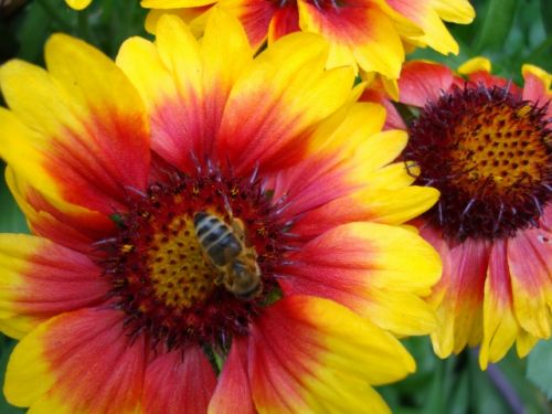 Fotografia de PEDRO GANDA - Galeria Fotografica: FLOWERS - Foto: 