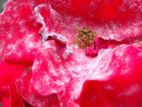 Fotografia de PEDRO GANDA - Galeria Fotografica: FLOWERS - Foto: 