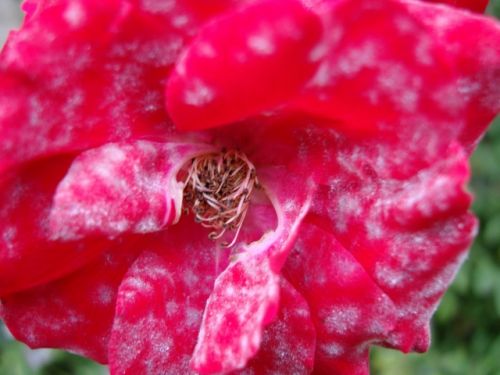 Fotografia de PEDRO GANDA - Galeria Fotografica: FLOWERS - Foto: 