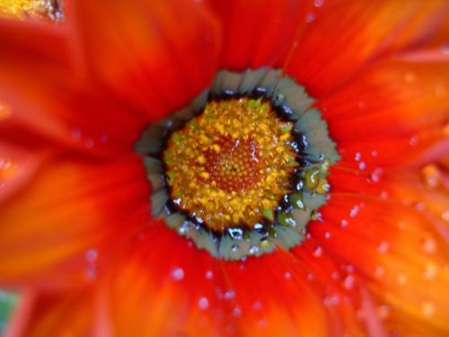 Fotografia de PEDRO GANDA - Galeria Fotografica: FLOWERS - Foto: 