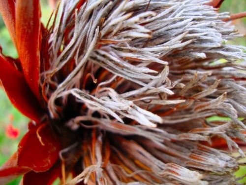 Fotografia de PEDRO GANDA - Galeria Fotografica: FLOWERS - Foto: 