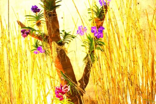 Fotografia de PEDRO GANDA - Galeria Fotografica: FLOWERS - Foto: 