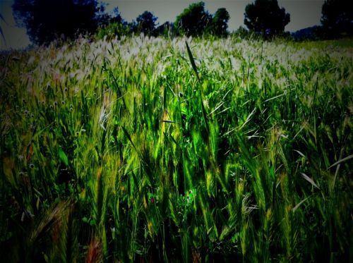 Fotografia de darkzone - Galeria Fotografica: retratos de msicos - Foto: 