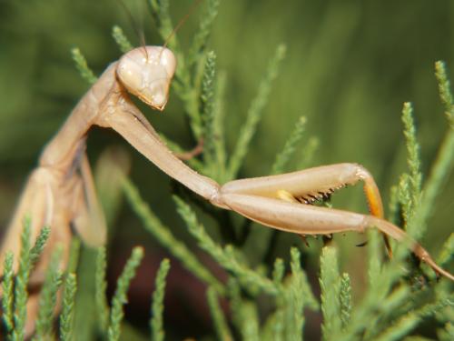 Fotografia de amilcar - Galeria Fotografica: NATURALEZA - Foto: mantis