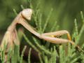 Fotos de amilcar -  Foto: NATURALEZA - mantis