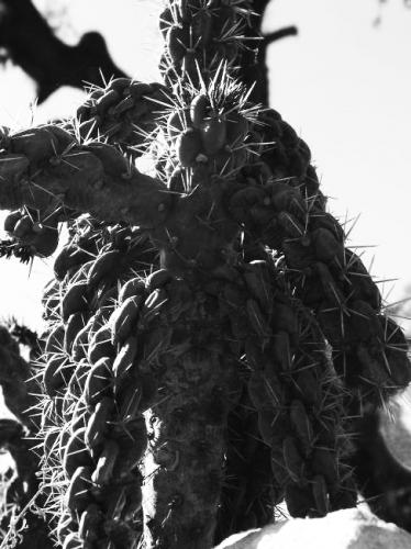 Fotografia de mayeya - Galeria Fotografica: Mas Blancos Que Negros - Foto: Mu�eco Vudu