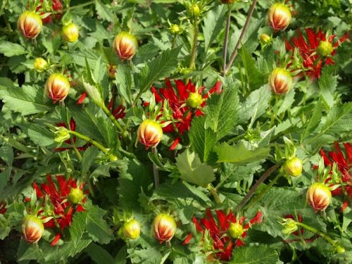 Fotografia de Chano Maiques - Galeria Fotografica: FLORES - Foto: 