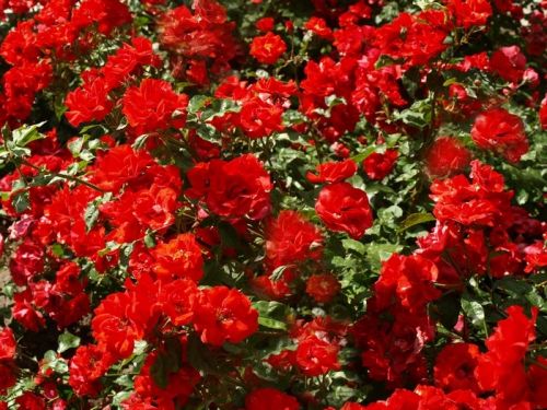 Fotografia de Chano Maiques - Galeria Fotografica: FLORES - Foto: 