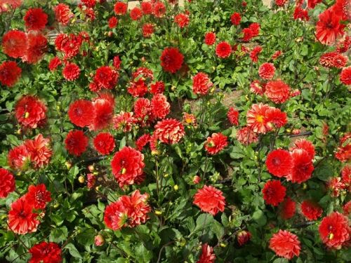 Fotografia de Chano Maiques - Galeria Fotografica: FLORES - Foto: 