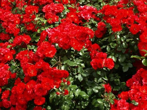 Fotografia de Chano Maiques - Galeria Fotografica: FLORES - Foto: 