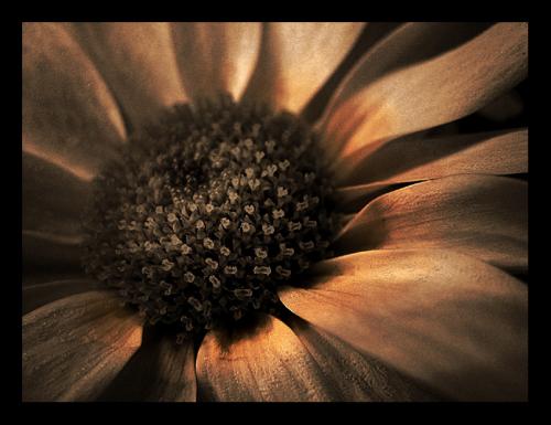 Fotografia de angelicatas - Galeria Fotografica: Retratos. Flores - Foto: Daisy # 1