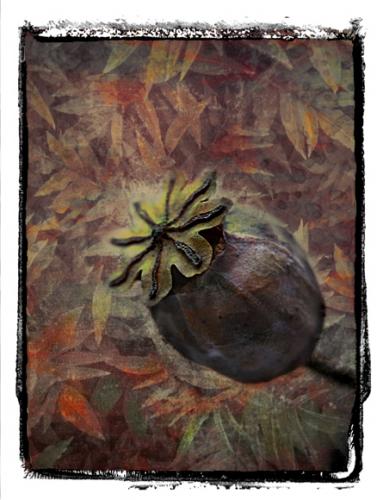 Fotografia de angelicatas - Galeria Fotografica: Retratos. Flores - Foto: Poppy # 1