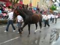 Fotos de P. Costa -  Foto: CABALLOS DEL VINO - 