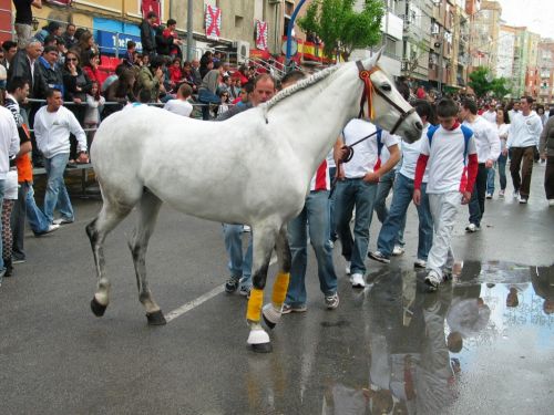 Fotografia de P. Costa - Galeria Fotografica: CABALLOS DEL VINO - Foto: 