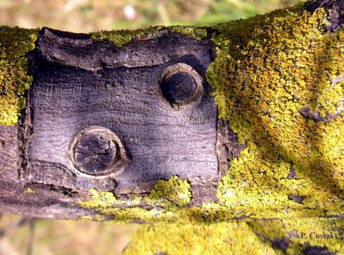 Fotografia de P. Costa - Galeria Fotografica: NATURALEZA VIVA (PAISAJES) - Foto: 