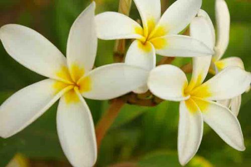 Fotografia de foto iris - Galeria Fotografica: naturaleza y mas - Foto: blancura