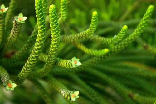 Fotografia de foto iris - Galeria Fotografica: naturaleza y mas - Foto: vida