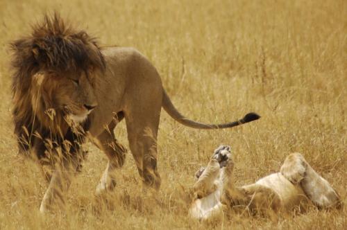 Fotografia de Julio M. Prez Lasheras - Galeria Fotografica: Tanzania - Foto: Instinto bsico